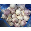 Best Quality Normal Garlic Crop 2019